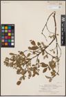 Foto von Salix L.